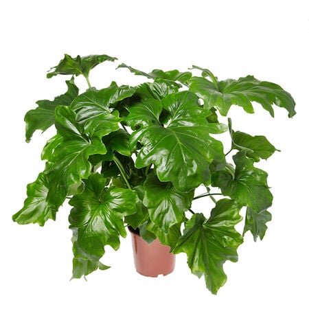 Selloum, Philodendron Fern Seed - Packet image number null